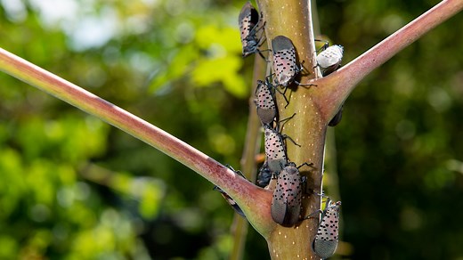 Spotted lanternfly tree damage: Here’s how the pests harm trees