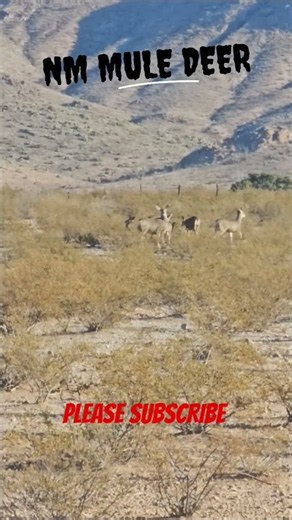 SOUTHWEST NM MULE DEER-#hunting #wildlife #newmexico