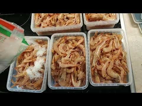 Δόλωμα Γαρίδα για καθετή και hitotsu tenya .