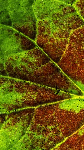 2.9K views · 14 reactions | Designed for detail-driven work, the NiSi Close-Up Lens gives you clarity and control in a lightweight setup | MYCAM Camera Store | Facebook