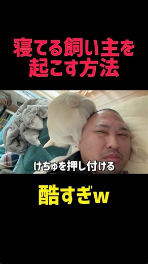 クセ強すぎる飼い主の起こし方#フレンチブルドッグ #フレブル #子犬 #犬のいる暮らし #犬動画 #犬好き #朝のルーティン #起こしにくる犬 #癒し #かわいい