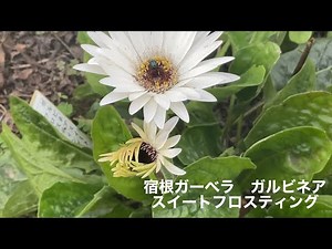 まるおの母 まるこの宿根草と低木の庭 2024 11 05 気持ちのいい天気の一日になりました。庭の花は、ガルビネアとノコンギク、サザンカくらいに…😰 ジョウビタキのチッチ、ミルワームを次々と食べる