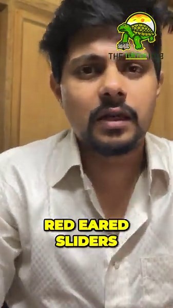 Painted Turtles Are You Ready for Their Unique Care Needs #shorts