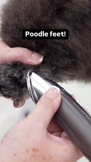 How to do clean poodle feet #poodle #doggrooming | Northern California Grooming Academy