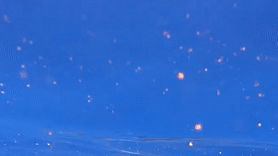 Rare White Pygmy Killer Whale Spotted Off Hawaii