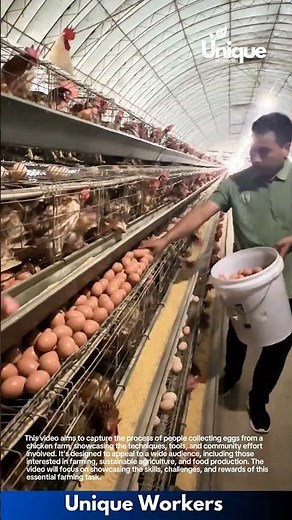 Egg harvesting: people collecting eggs from a chicken farm