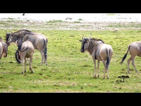 African Wildlife Safari - Blue Wildebeest