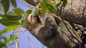 Three-toed sloth eats from a branch while hanging from the tree Premium Stock Video Footage