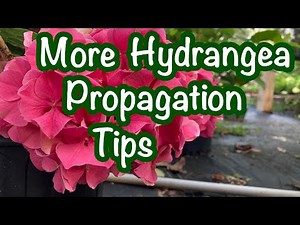 Propagate Hydrangeas LIke a Pro - Part 2 💧🌿 Rooting Hydrangeas