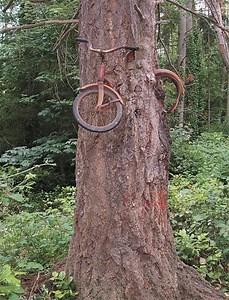 Islander sets the record straight about Vashon’s bike in a tree | Vashon-Maury Island Beachcomber