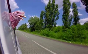 77 reactions · 12 shares | Happy Thanksgiving! | AAA Colorado | Facebook