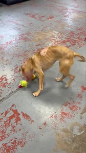 17K views · 1.2K reactions | ♥️UPDATE ON PIPPA♥️ Pippa has...