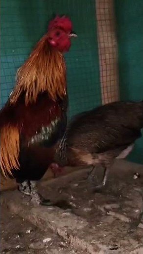 Jungle fowl breed coming on 12th Nov 2025