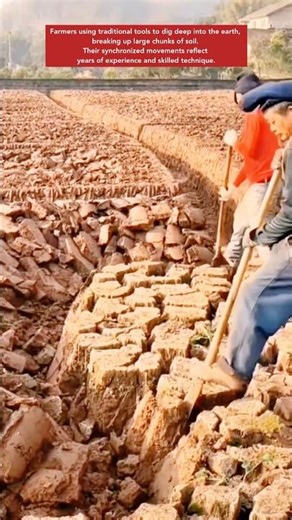 Farmers’ Deep Tilling Work #agriculture #farming #farm