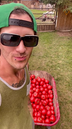 The goats eating a huge wheelbarrow of tomatoes! #ryleeranch #kalanrylee #followme #foryou #foryoupage #fyp #trending #tiktok #love #animals #viral #outdoors #summer #farm #farmlife #dailylife #gayboy #farmboy #alberta #goat #goatsoftiktok #tomato #funnyvideos #funny