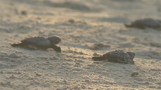 17K views · 378 reactions | Texas sea turtle nesting season ends with 449 Kemp’s ridley nests, including 50 on Padre Island. ARK calls it a record year for the endangered species. | KIII 3 News | Facebook