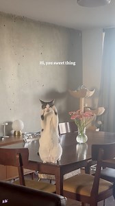 Happy Friday! #cats #catsofinstagram #tgif #friday #cutecats | Cramp Cats