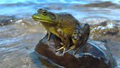 A large bullfrog sits on a rock at the edge of a lake.