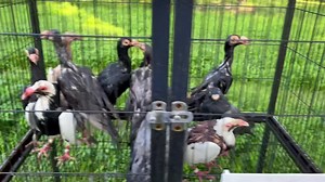 178K views · 3.5K reactions | English Carrier, ASR American Show Racer, Scandaroon Nasa YT nag Full Video Capistrano Loft ▶️ | Capistrano Loft Pensacola Florida | Facebook