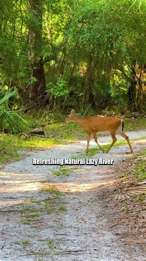 Rock Springs in Florida
