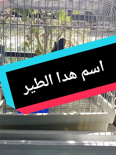اسم هدا الطير في Setif Algeria | معلومات عن الطير