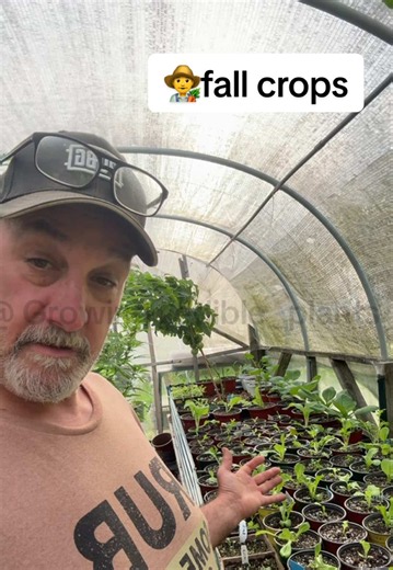 The full crops are coming along nicely#upstateNewYorkgardening #fallvegetables #coolweathercrops #growiginthefall#gardenlife