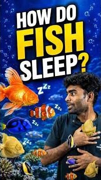How Do Fish Sleep? The Science Explained! 🐟😴