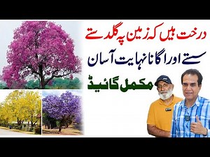 Best flowering trees for urban landscape | Jacaranda, tabebuia and amaltas