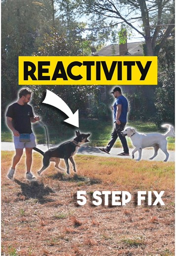 5 Effective Tips to Reduce Your Dog's Reactivity
