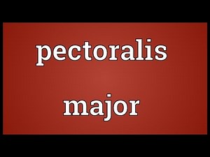 Pectoralis major Meaning