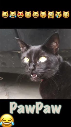 可愛すぎて反則…😺💗 #Shorts #可愛い動物 #癒し