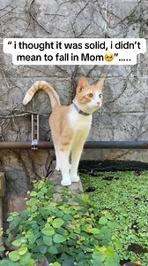 I miss you Ruby🥺 #catsoftiktok #catlovers | glowingmemory