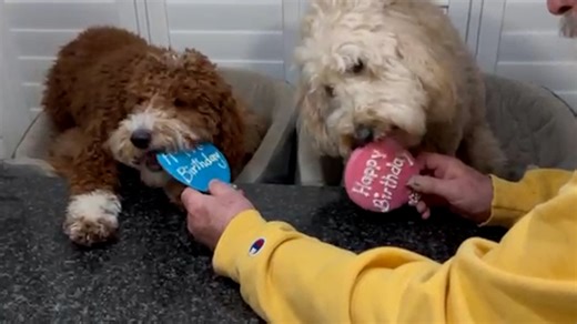 Doodle dogs celebrating birthdays win pet of the week