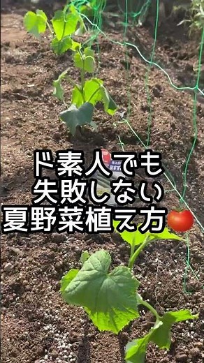 ド素人でも失敗しない夏野菜の植え方🍅初心者必見！ #子供のいる暮らし #子持ち #育児あるある #イライラしない子育て #子育てに関して