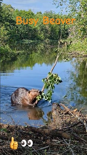 You Won't Believe How Hard this Busy Beaver Works, #shorts #wildlife #kidssongs