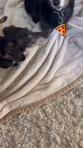 1.9K views · 194 reactions | PIZZA  BONES 領 AKA CRUST  | Shrek the Dachshund's "Tails" | Facebook