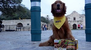 BUSH's Beans' Duke passes through San Antonio; we got to hang out with him