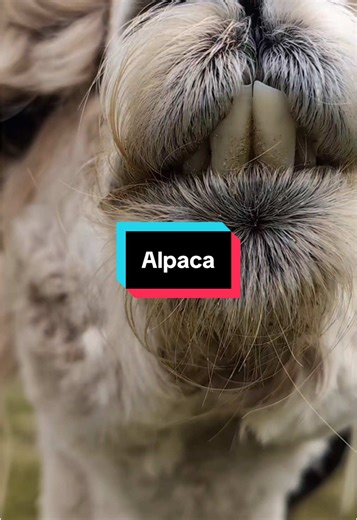 Fluffy, friendly, and full of personality—alpacas are basically the supermodels of the animal kingdom! ✨🦙