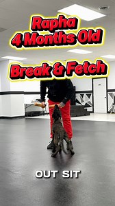 Teaching Precision: "Fetch" vs. "Break" to a 4-Month-Old Puppy In this training session, we are working with Rapha, my 4-month-old Dutch Shepherd, to clarify the difference between two distinct behaviors: 🎯"Fetch" - Means to pick an object up off the ground. 🎯"Break" - Means to grab and hold an item directly from my hand. This level of precision at such a young age showcases the power of the E-FLO system. E-FLO isn't just about commands; it's a complete communication framework. It allows us to