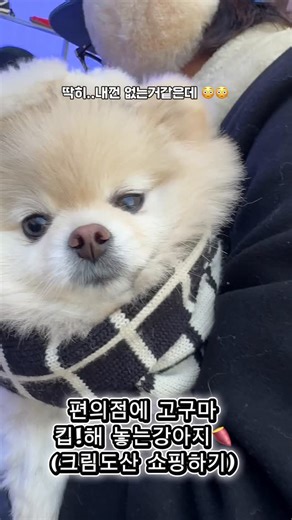 포메라니안 송이(눈꽃송이)멍팔🍠맞팔 on Instagram: "#모자운동화신발보다고구마가좋은 송이 #크림도산플래그십스토어 @kream.co.kr #눈꽃송이ootd #강아지모자 @pet.daldang #강아지패딩 @bennys_originals 오늘도 쇼핑이 즐거운 패셔니스타 눈꽃송이 송이 엄마 @hetz_jinjoolo 송이 아빠 @hetz_dago #포메라니안 #애견스타그램 #청담헤츠마스코트_송이 #멍스타그램 #애견동반미용실_헤츠 #포메 #멍플루언서 #강아지모델"