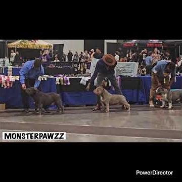 ABKC American Bully Dog Show competition Ribbon Awards