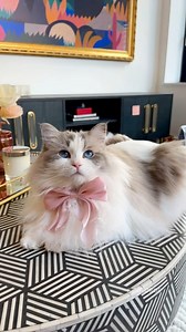436K views · 20K reactions | A princess then there’s George #ragdoll #fluffycat | Sir George | Facebook
