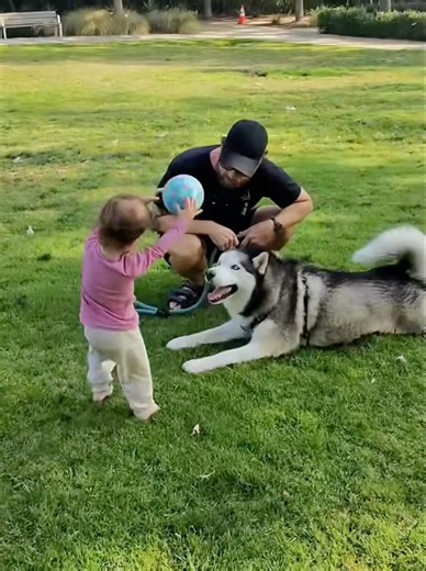 Husky says Puppy needs more training 🤨😳