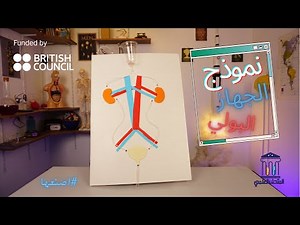 اصنع نموذج للجهاز البولي واستكشف مكوناته