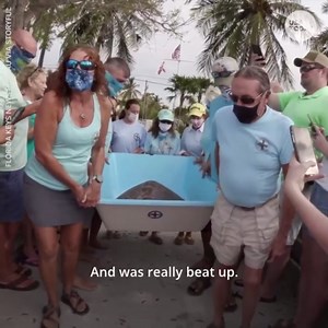 Sea turtle released with three flippers, lots of helping hands