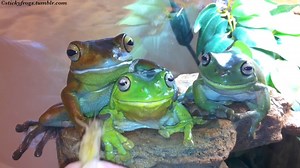 22K views · 1.7K reactions | Tonight’s Most Demanding Dinner Guest has been Round Frog! | Stickyfrogs | Facebook