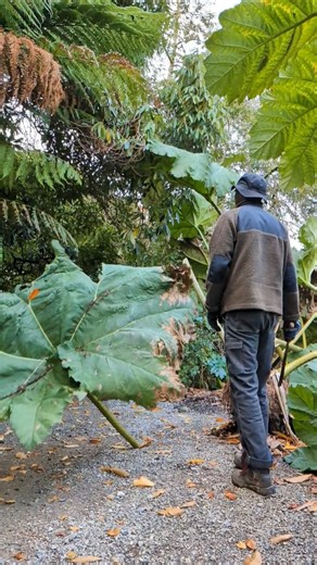 Goodbye Gunnera 👋🌱 It's that time for the year when the garden team cut back what's left of the gunnera, ready for a few months of dormancy before it starts growing all over again! . . . . #gunnera #gardening #trebah #trebahgarden #cornwall | Trebah Garden