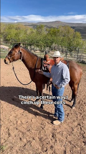 How to Cinch Up a Horse For The First Time #horsetraining
