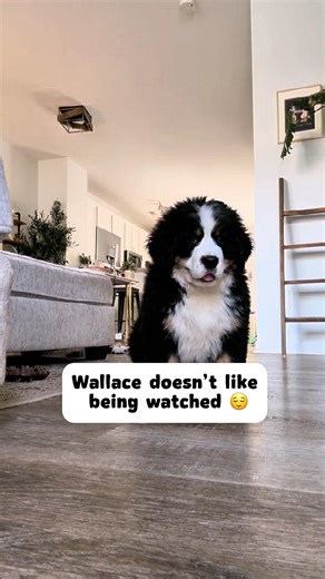 🤣Wallace doesn’t like being watched