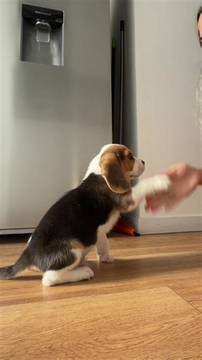 Entrenamiento divertido con el Beagle